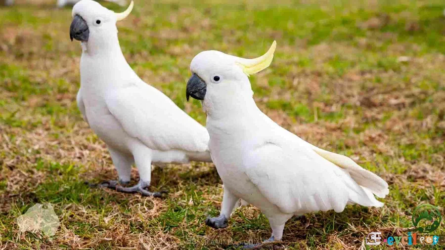Kakadu Papağanı Erkek ve Dişi