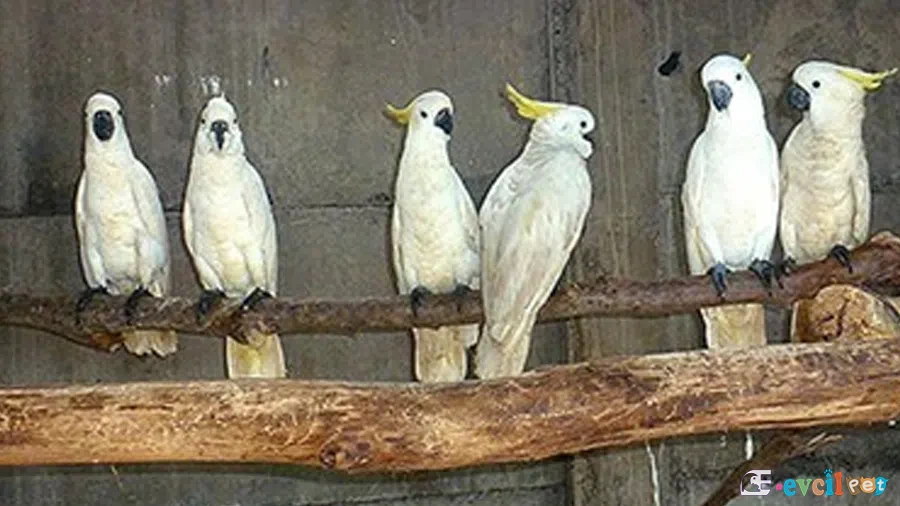 Kakadu Papağanları