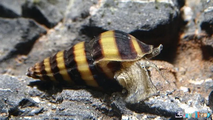 Katil Salyangoz (Anentome Helena) kaya üzerinde