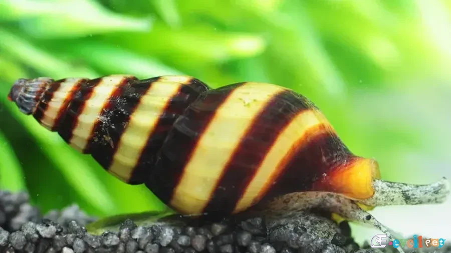 Katil Salyangoz (Anentome Helena)