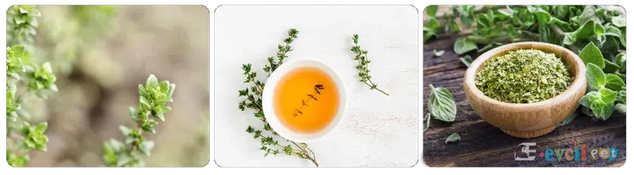 Kekik (Doğal Antibiyotik)