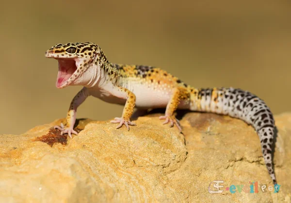 Leopar Geko Kayanın Üstünde Doğal alanında