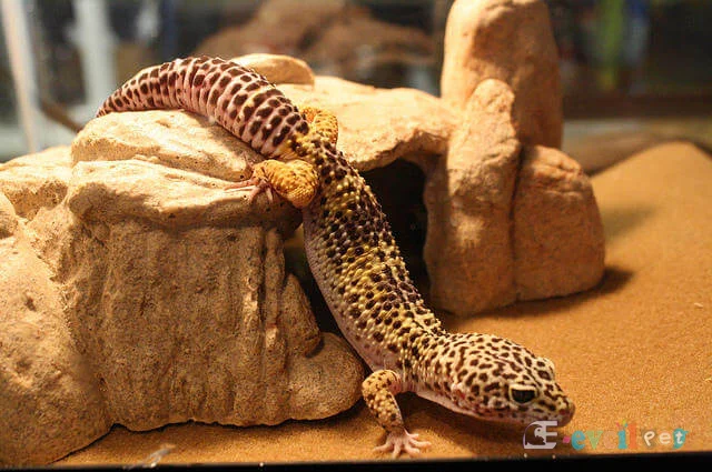 Leopar Geko teraryum