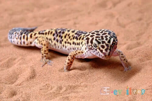 Leopar Geko Yollarda
