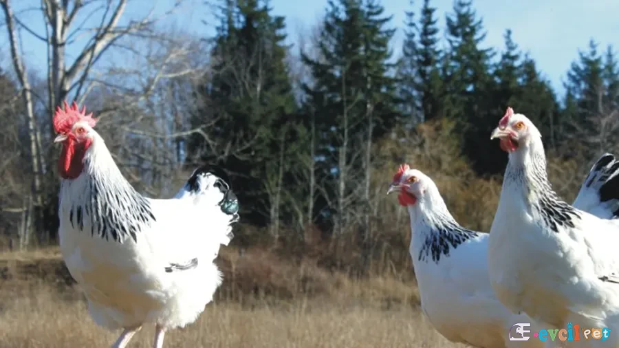 Light Sussex Horoz ve Tavuk