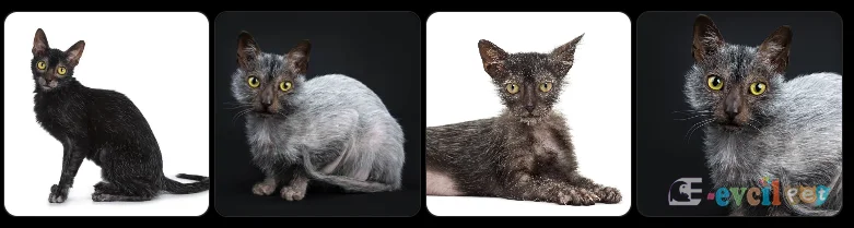 Lykoi Kedisi yan yana 4 Adet Kedi Detaylı resmi