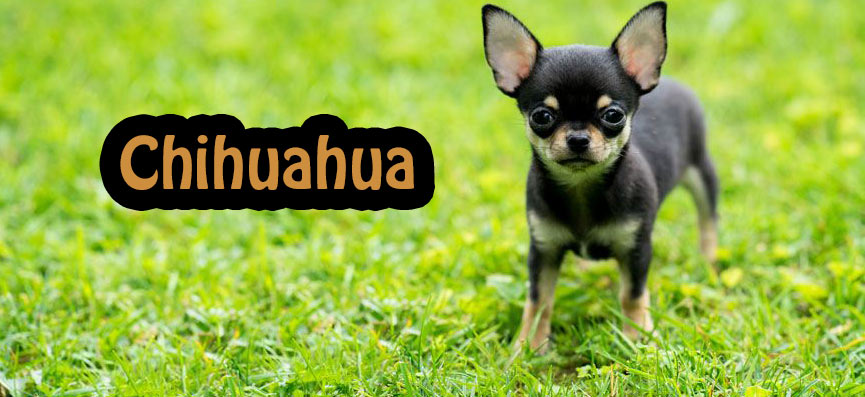 Chihuahua Şivava