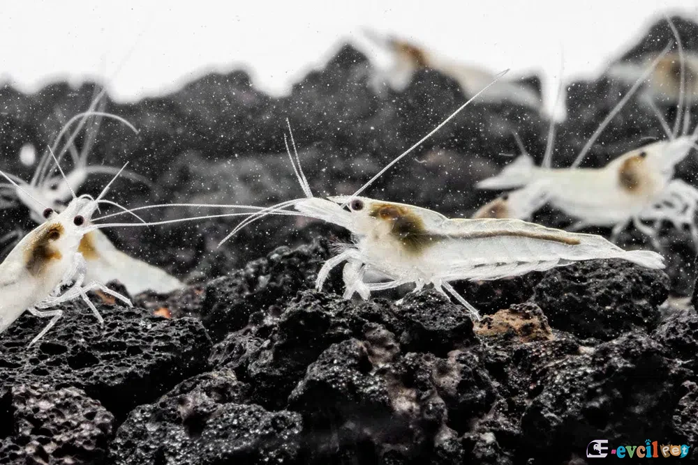 Neocaridina zhangjiajiensis var. White Pearl (Beyaz İnci) 4