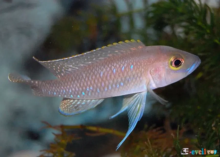 Neolamprologus ventralis Genç Erkek
