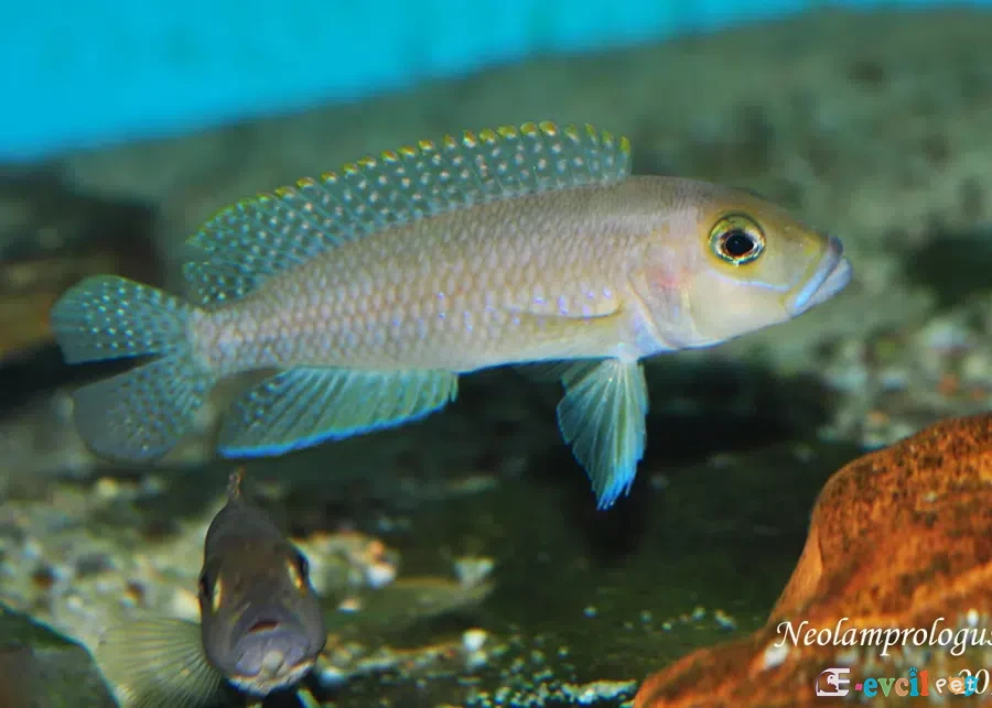 Neolamprologus ventralis küpün önünde