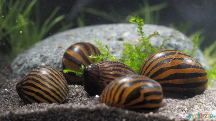Neritina natalensis (Zebra Nerite) Görev Başında