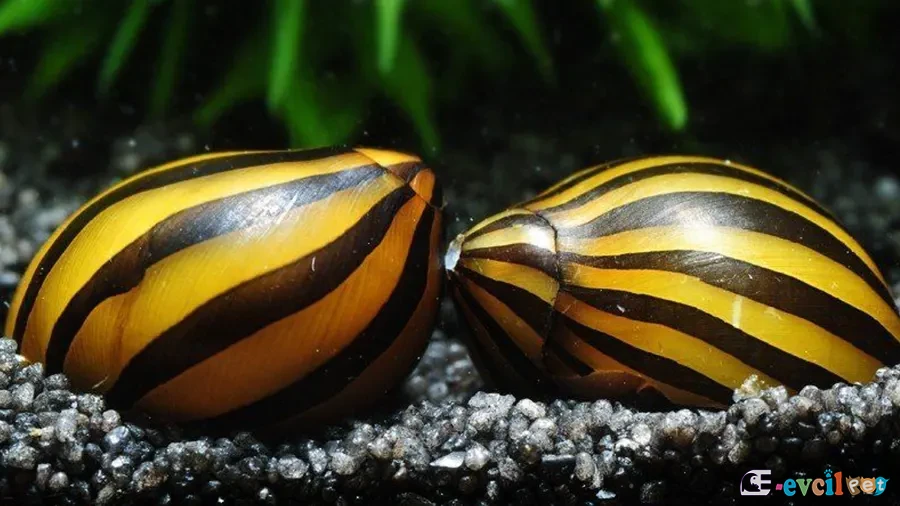 Neritina natalensis (Zebra Nerite)
