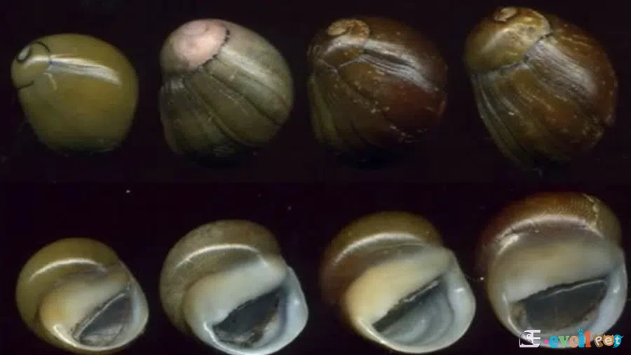 Neritina reclivatalar