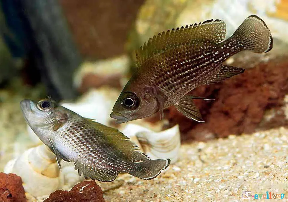 Paleo Lamprologus toae çiftleşmesi