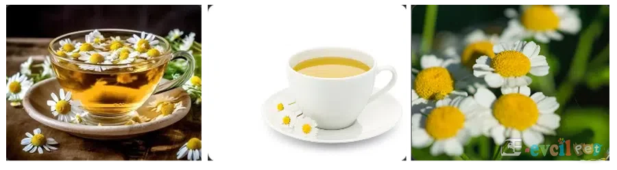 Papatya (Doğal Sakinleştirici)