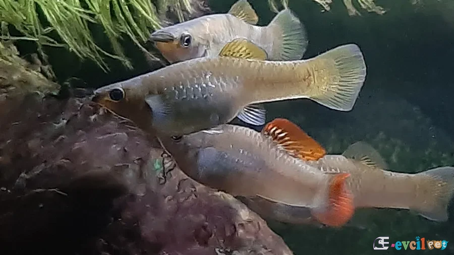 Poecilia salvatoris Akvaryumu