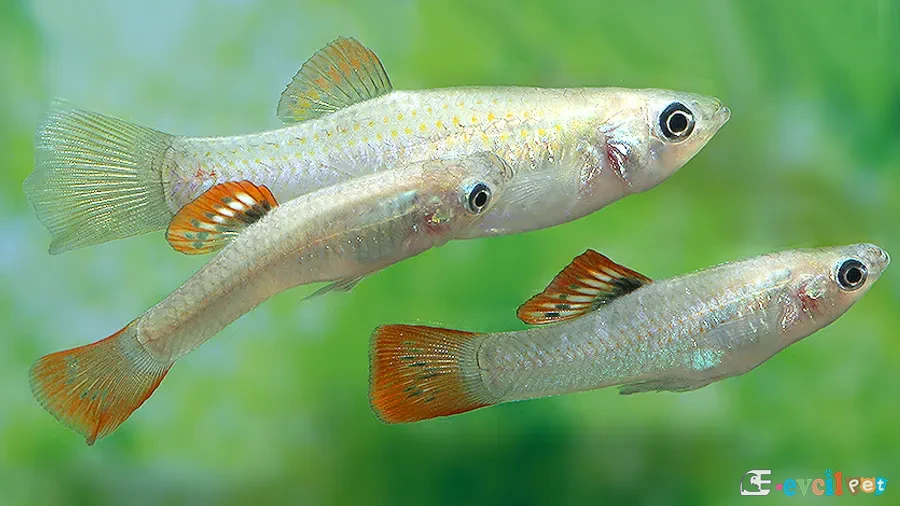 Poecilia salvatoris Erkek ve dişi
