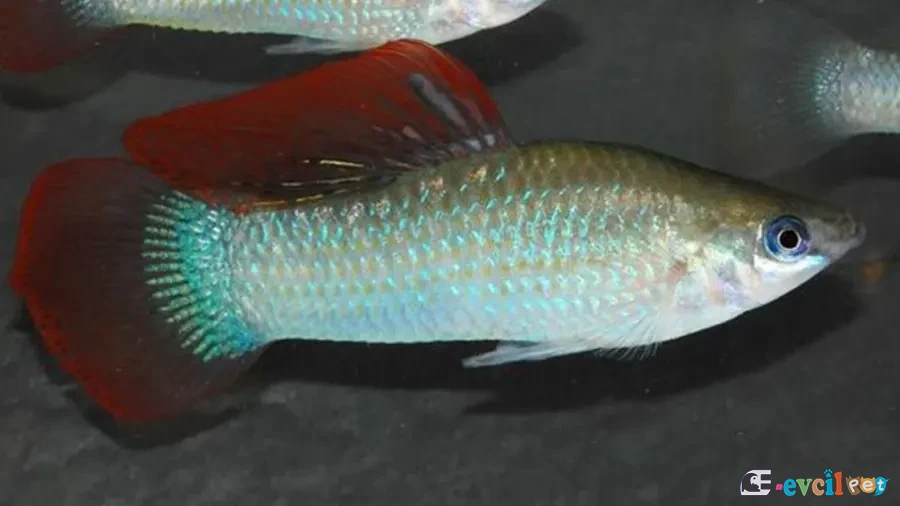 Poecilia salvatoris Erkek