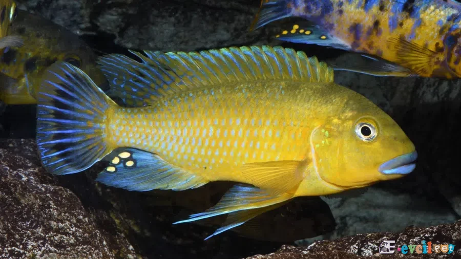 Pseudotropheus williamsi Akvaryumu