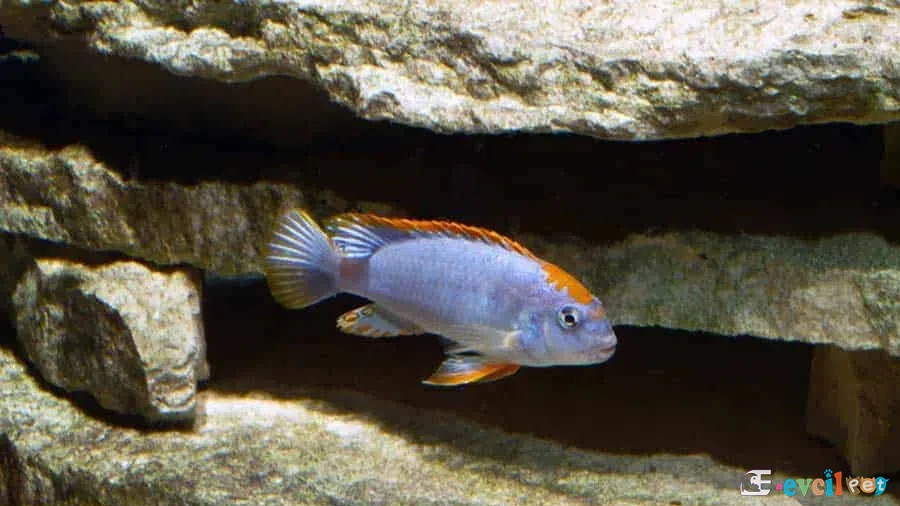 Red-Top Ndumbi Akvaryumu