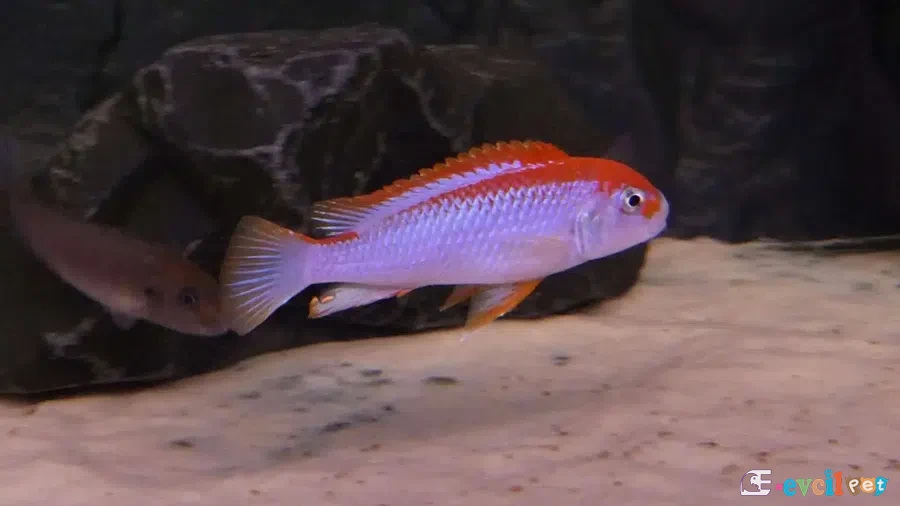 Red-Top Ndumbi Erkek