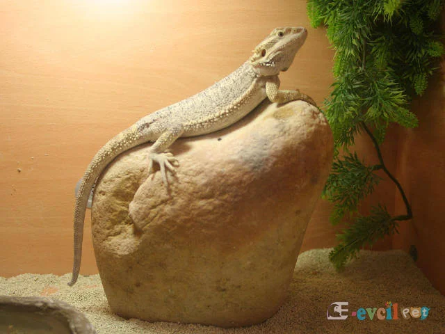 Sakallı Ejder (Bearded Dragon) Terarrium