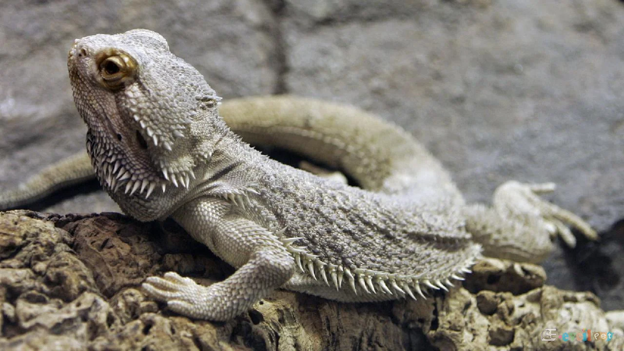 Sakallı Ejder (Bearded Dragon)