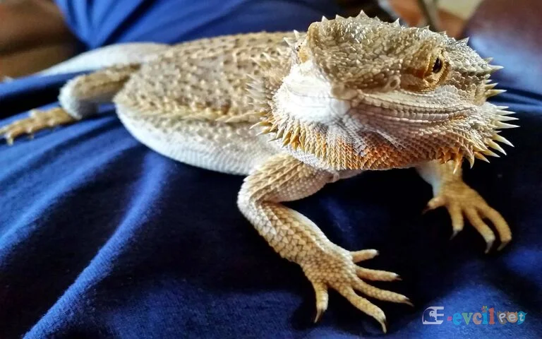 Sakallı Ejder (Bearded Dragon)