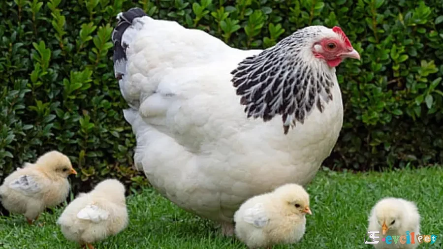 Sussex Tavuk Civcivleri ile birlikte