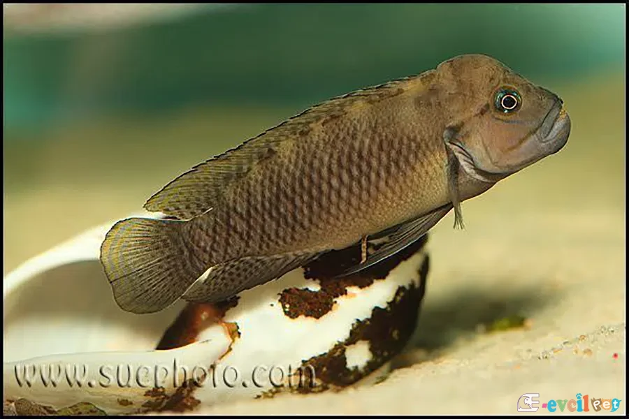 Telmatochromis temporalis yuva önünde