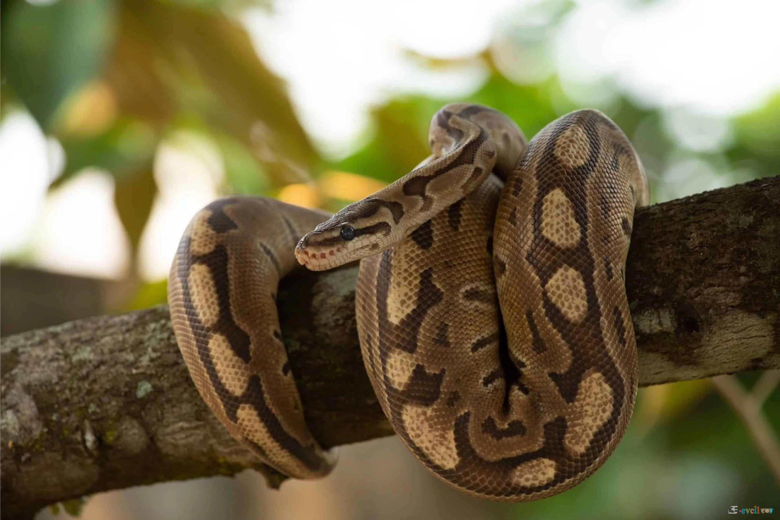 Top Python ağaca sarılmış