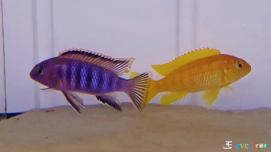 Tropheops sp. Chilumba (Katale) Orange F1