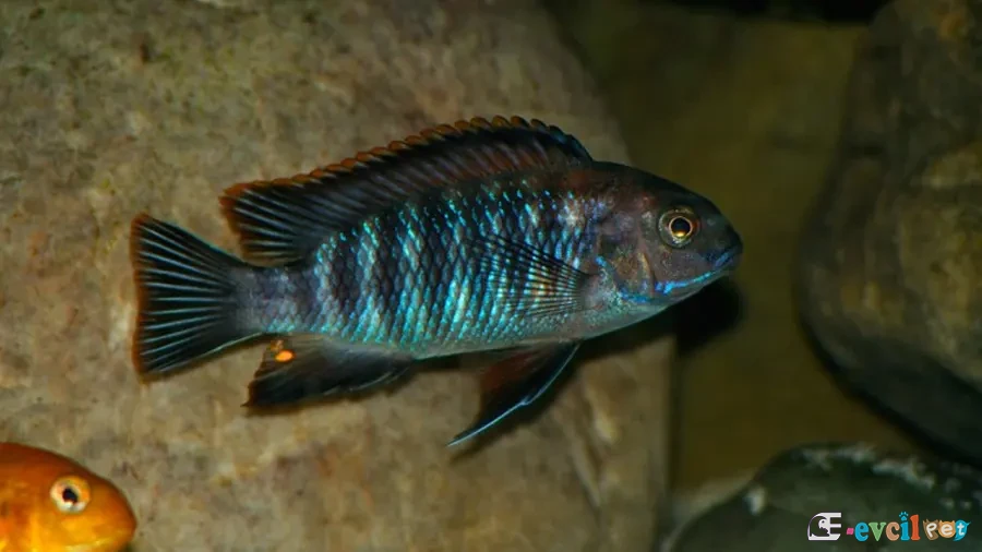 Tropheops sp. Chilumba (Katale) Erkek