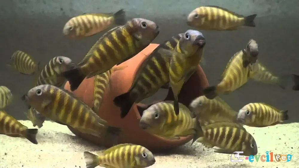 Tropheus brichardi Akvaryumu