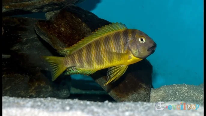Tropheus Brichardi Ujiji Katonga Yetişkin