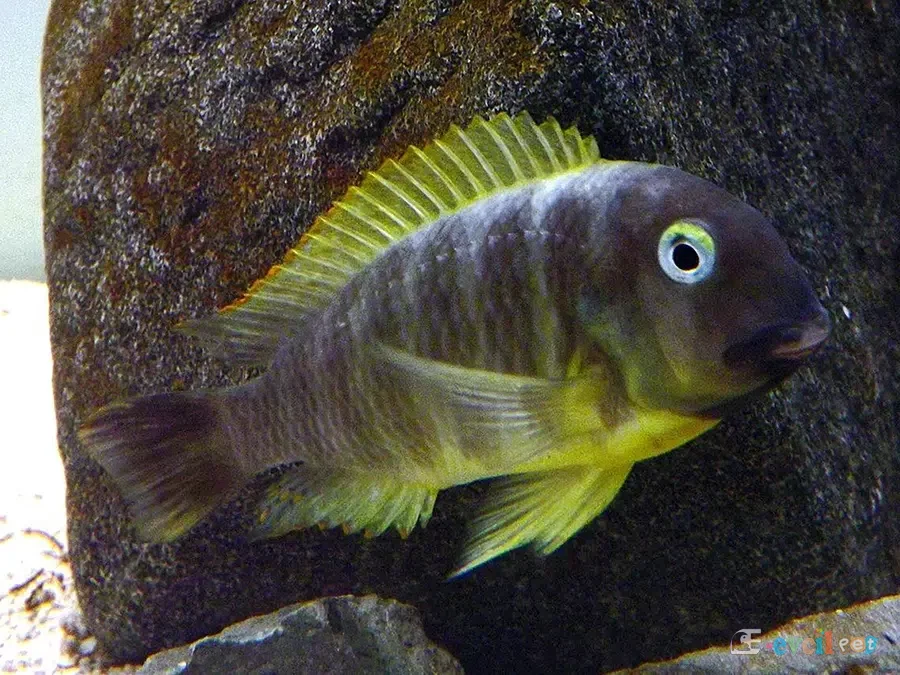 Tropheus brichardi Ujuji (Katonga) Erkek