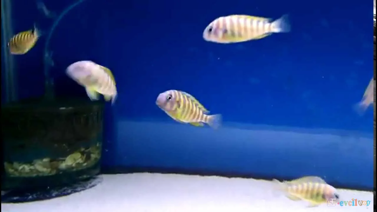 Tropheus Brichardi Ulwile Akvaryumu