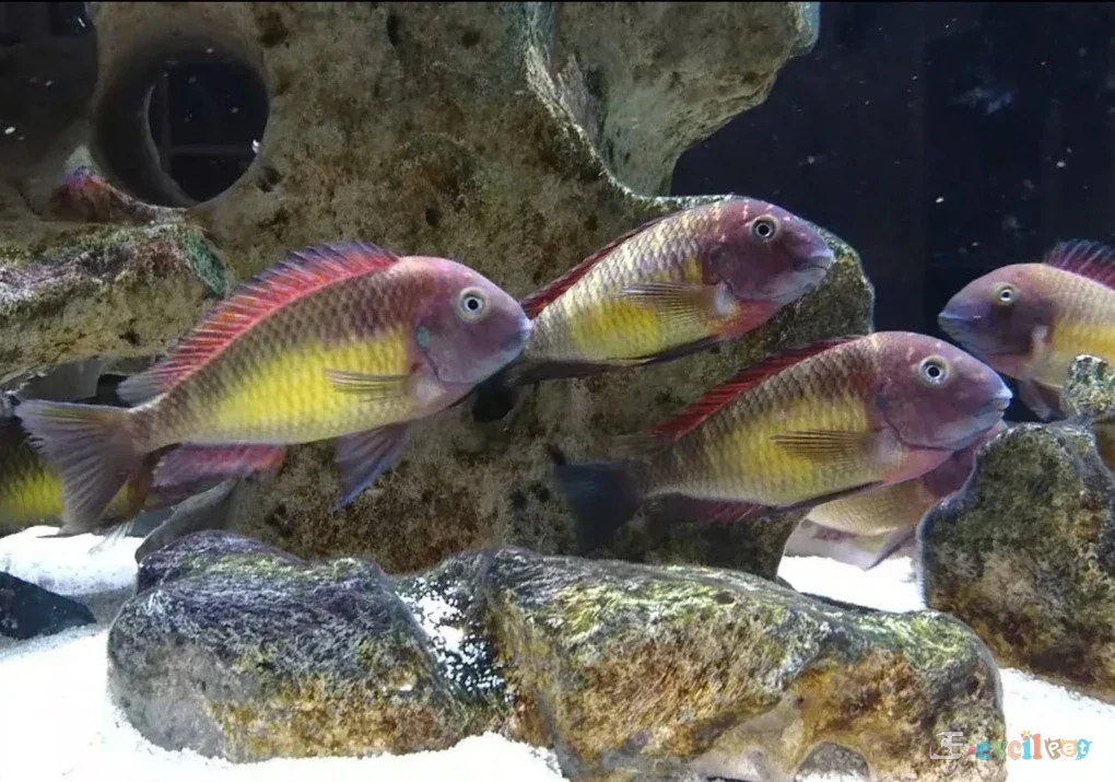 Tropheus Kasanga Red Rainbow Akvaryumu