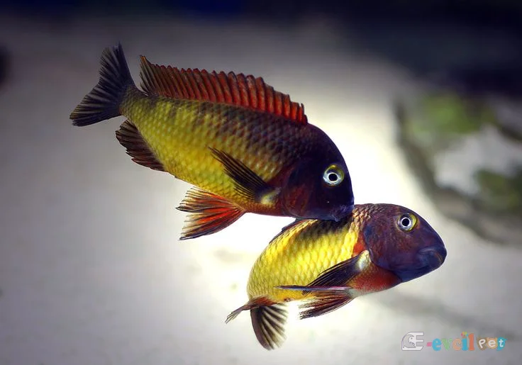 Tropheus Kasanga Red Rainbow Erkek ve Dişi