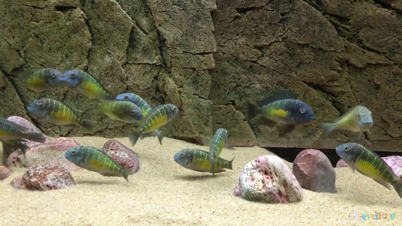 Tropheus Moorii Kalambo Akvaryumu