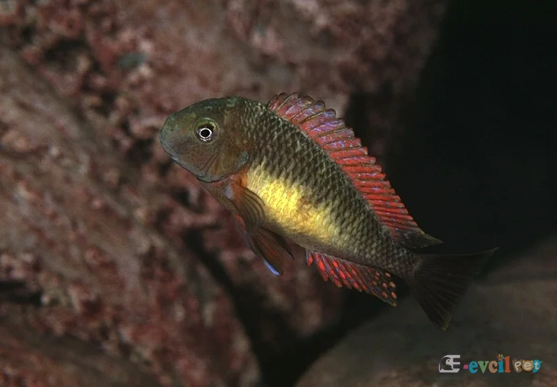 Tropheus moorii Kantalamba Red Rainbow