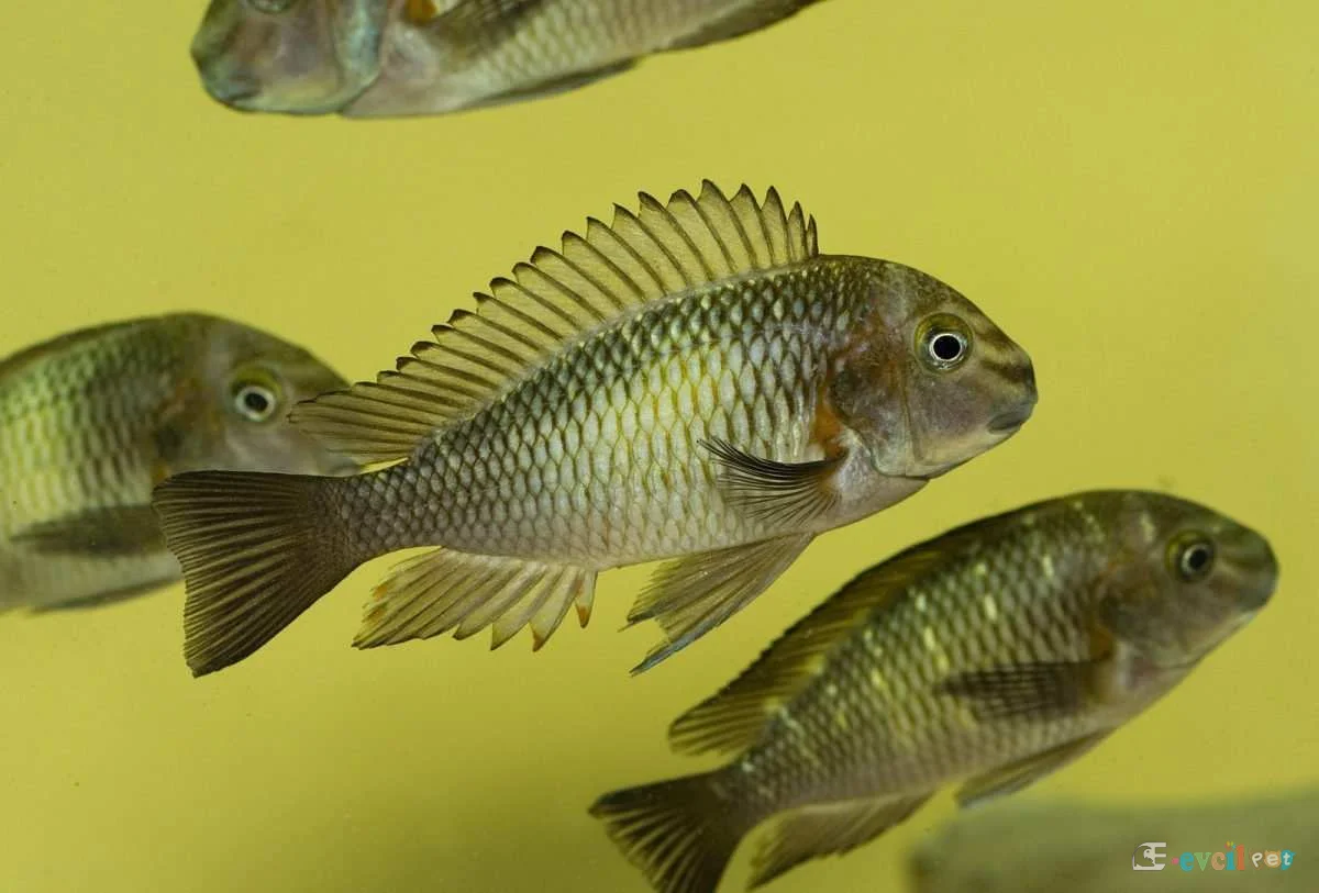 Tropheus Moorii Kapampa Erkek ve Dişi