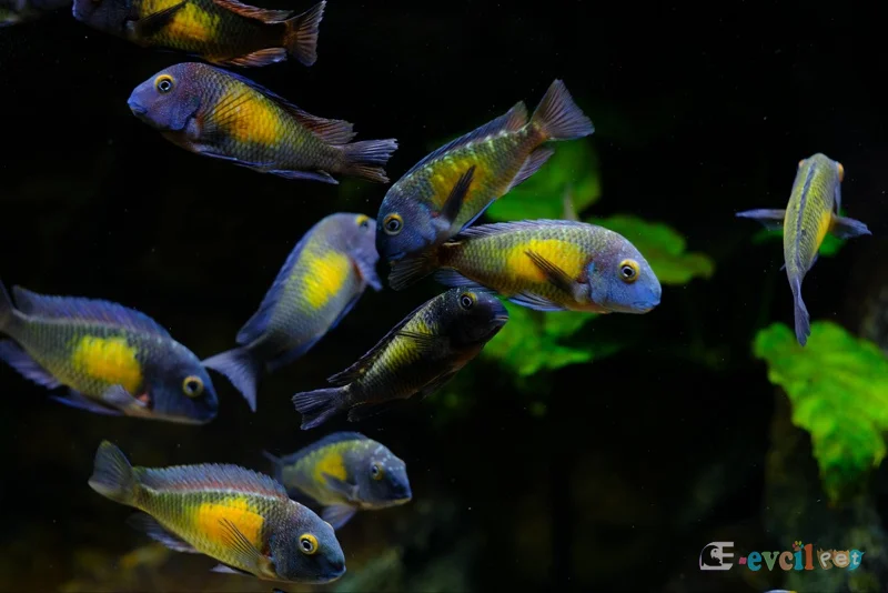 Tropheus moorii Kasakalawe Akvaryumu