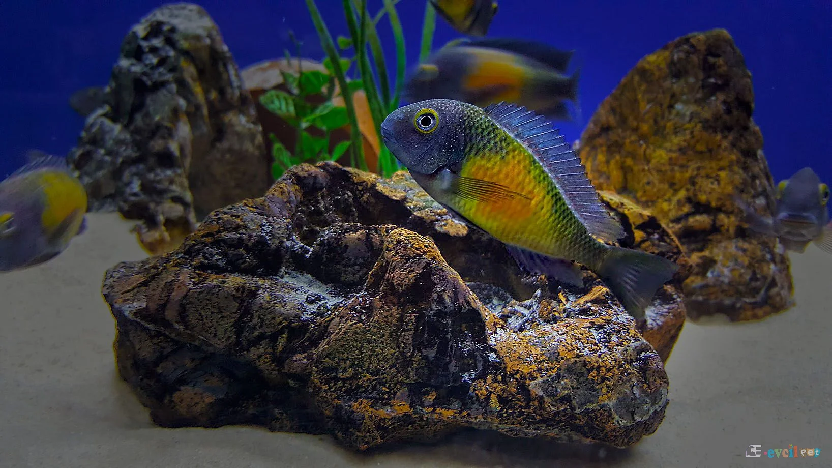 Tropheus moorii Kasakalawe Kayalık Akvaryum
