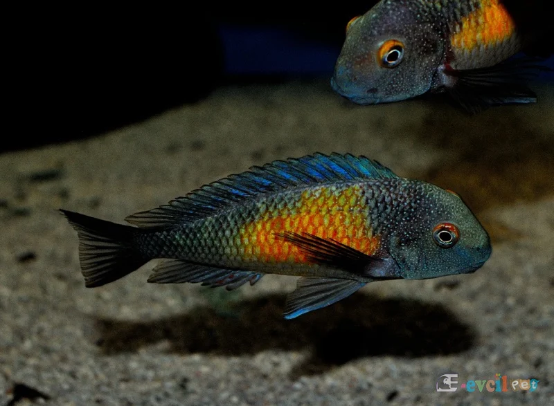 Tropheus moorii Kasakalawe Sunset Moorii