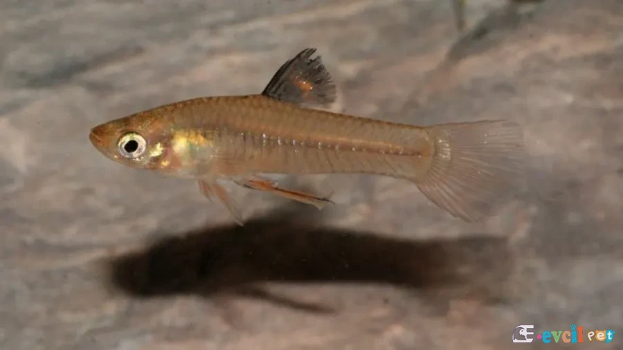 Xenophallus umbratilis Erkek