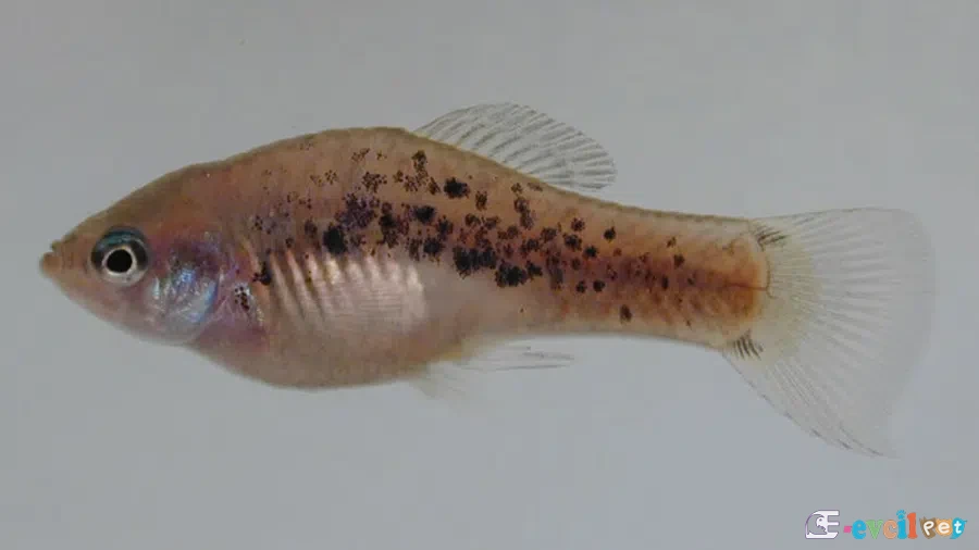 Xiphophorus gordoni Erkek