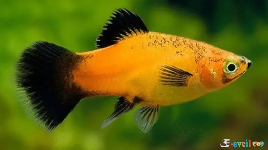 Xiphophorus maculatus (Plati) tri color