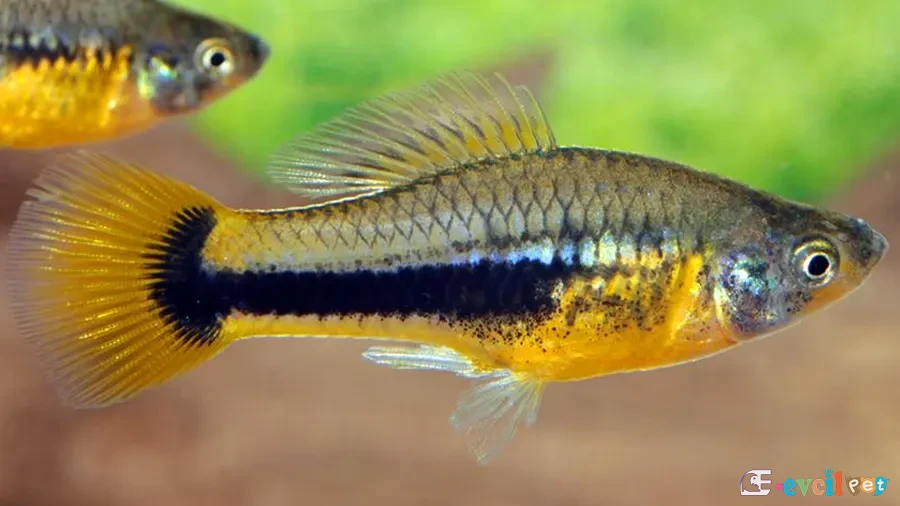 Xiphophorus variatus dişi