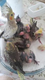 MUHAMMED CALİKİRAN